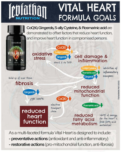 Leviathan Vital Heart